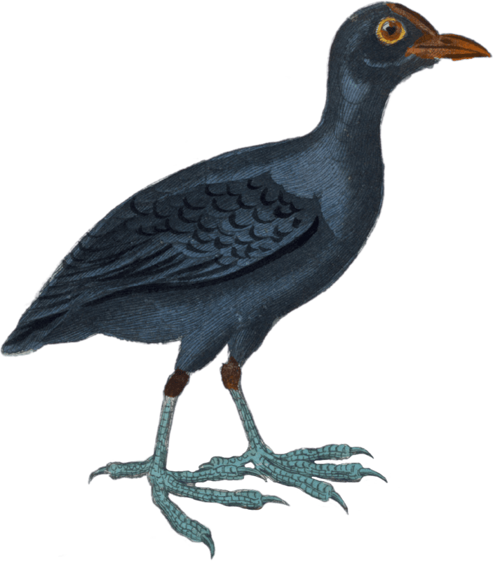 The coot