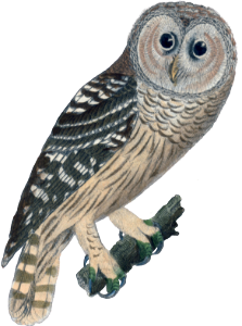 The Canada Owl