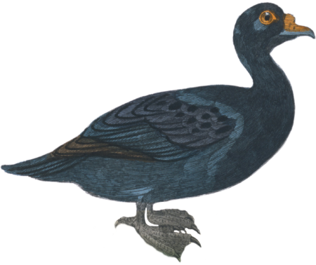 The Scoter