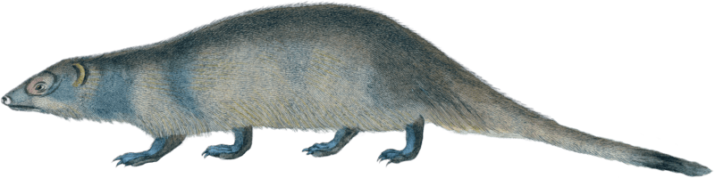 Java Mongoose