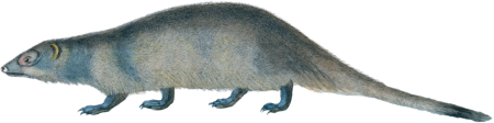 Java Mongoose