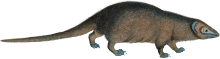 The Egyptian Mongoose