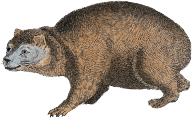 The Cape Marmot