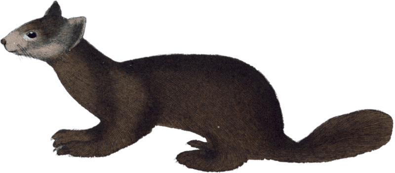 The Marte Sable