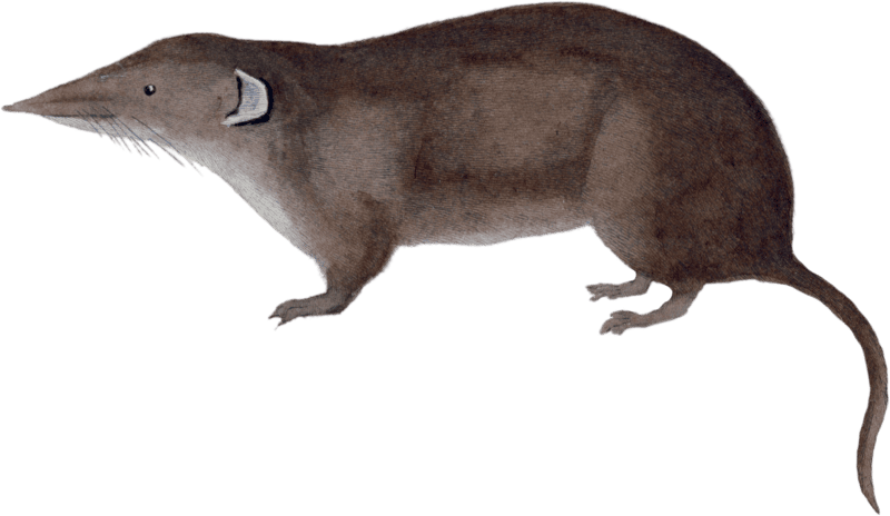 The Masked Shrew