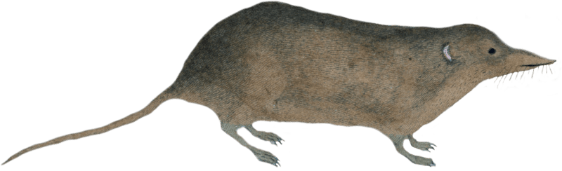 The blond shrew