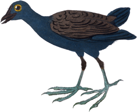 The moorhen
