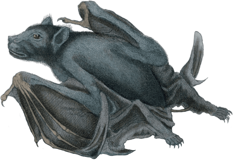 The harpy fruit bat