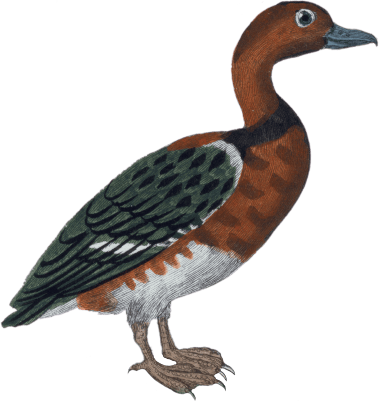 Egyptian Teal