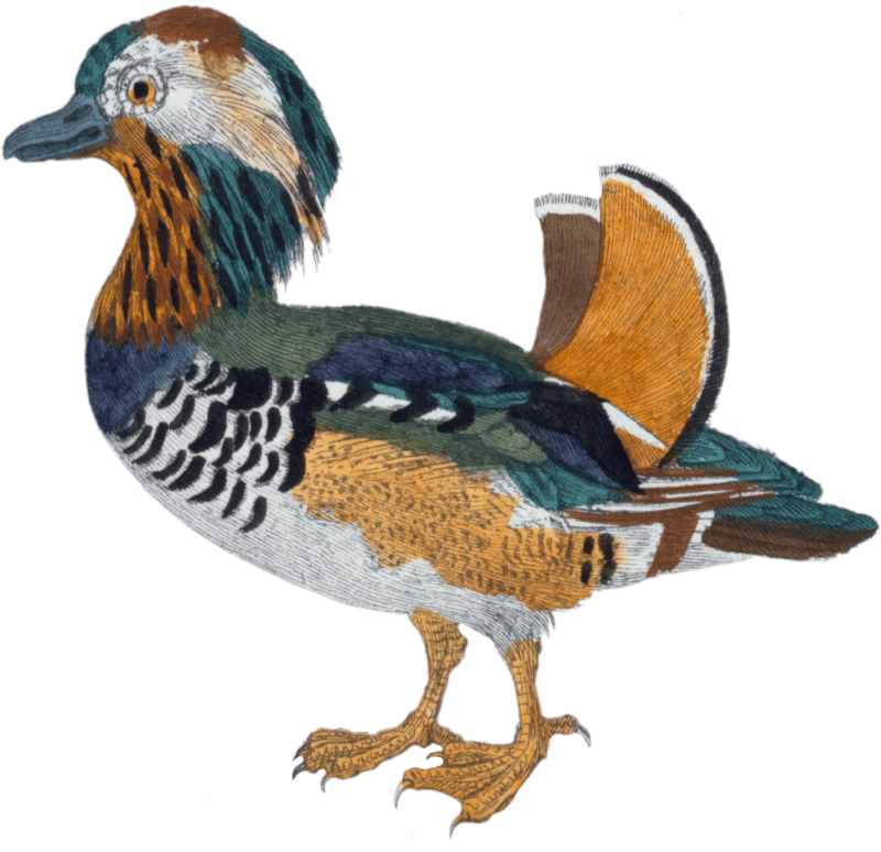 Chinese teal