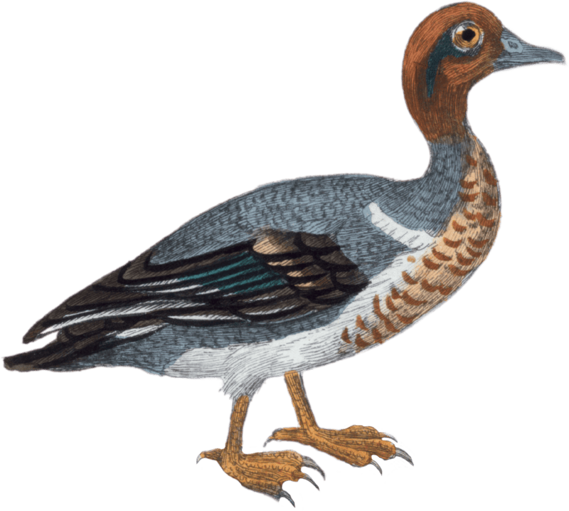 Male Teal
