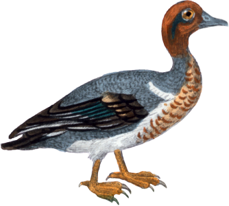 Male Teal