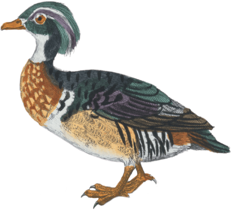 The Beautiful Crested Duck [male]