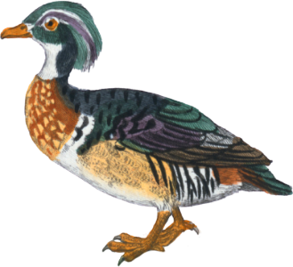 The Beautiful Crested Duck [male]