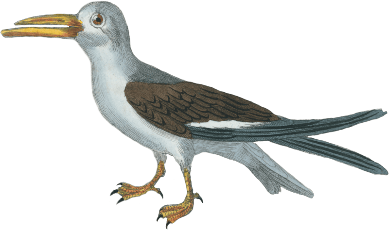 The Scissor Beak