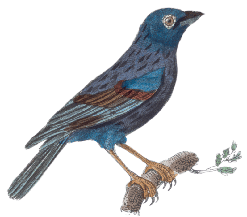 The Blue Bullfinch
