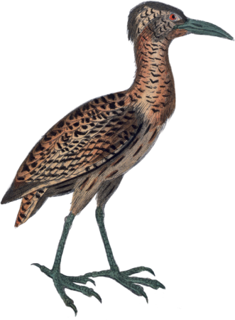 Bittern