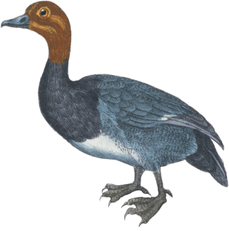 The Milouin Duck [Millouin]