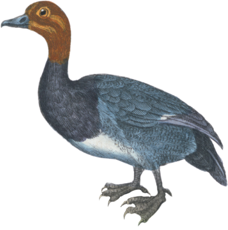 The Milouin Duck [Millouin]
