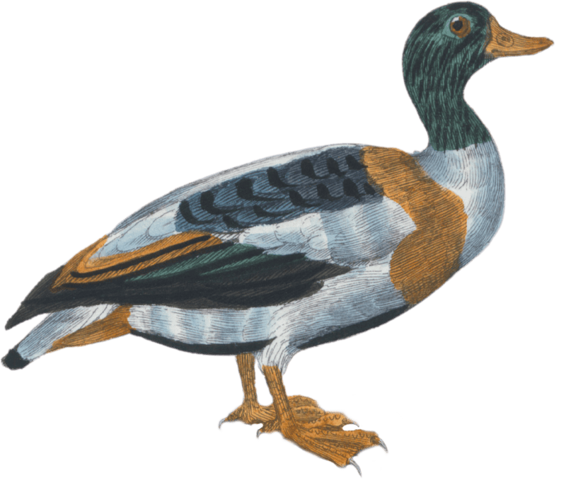 The Shelduck Duck