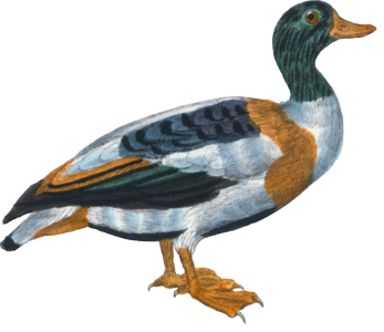 The Shelduck Duck
