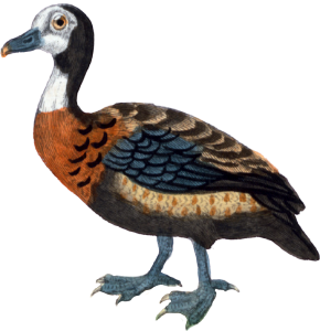 The White-faced Duck