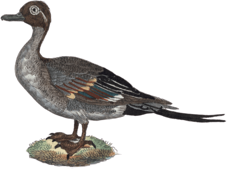 The long-tailed duck
