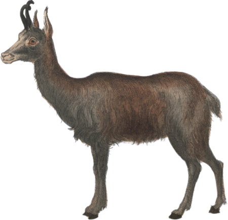 Chamois