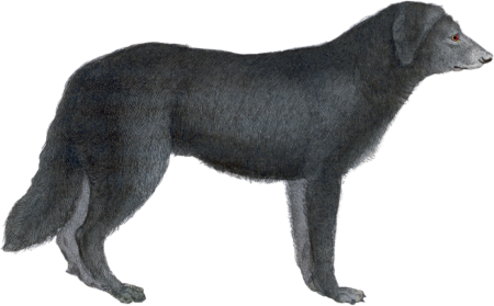 The Newfoundland Dog