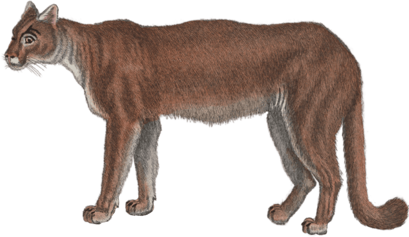 The Cougar