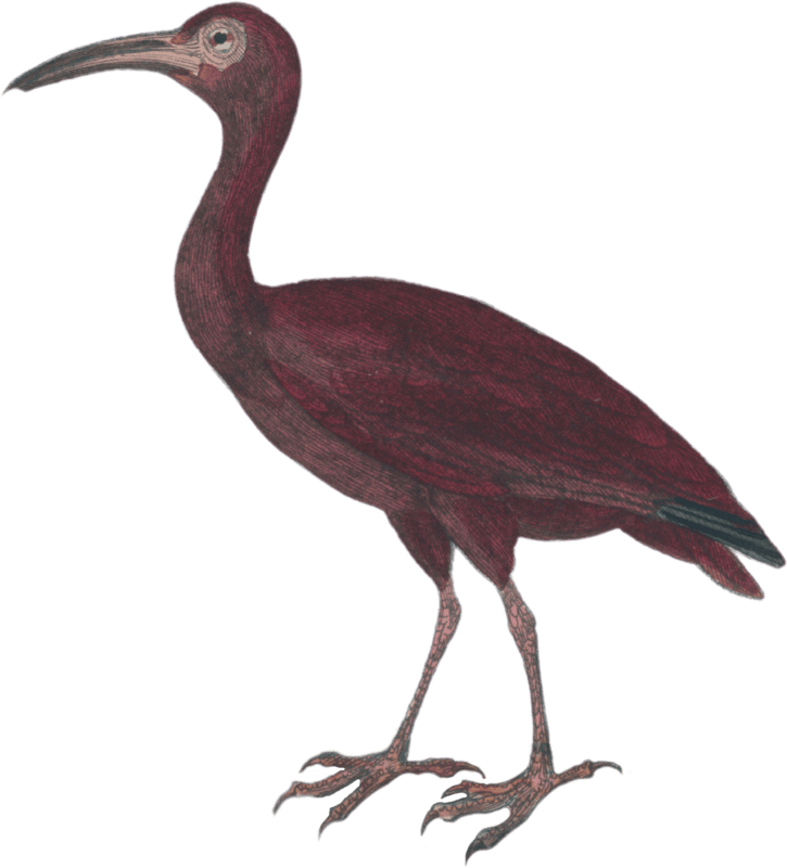 The red curlew
