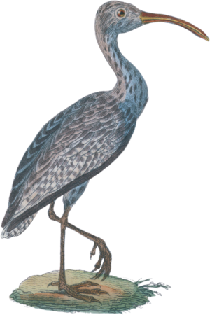 Curlew