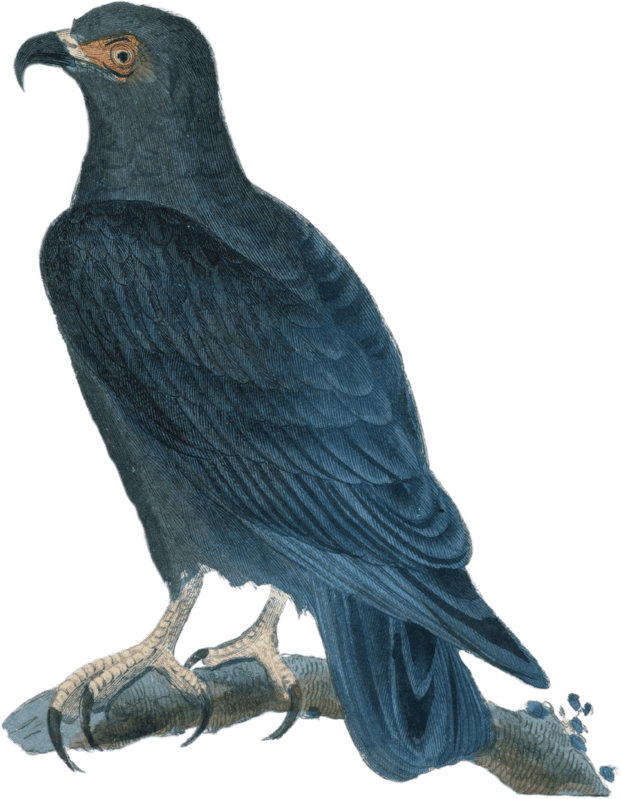 Cymindis hook beak