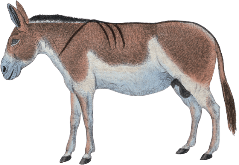 The Dzigtai