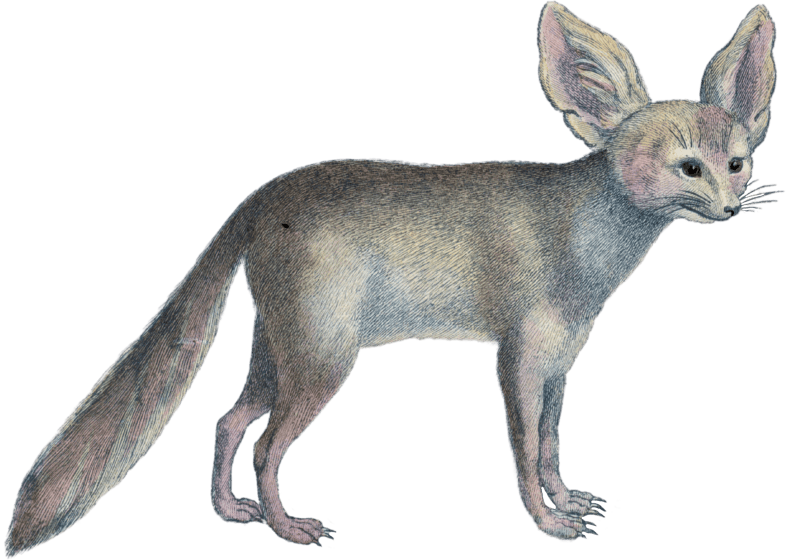 Fennec