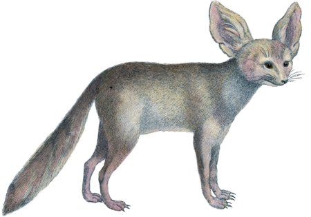 Fennec