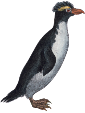 The Grand Pinguin