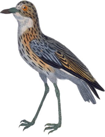 The great plover or curlew