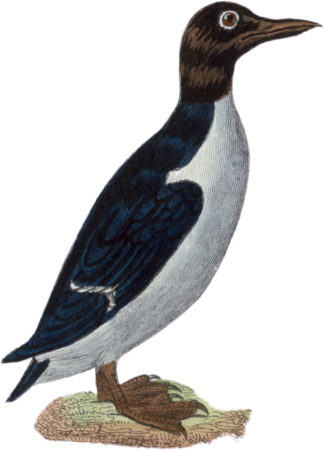 The Guillemot
