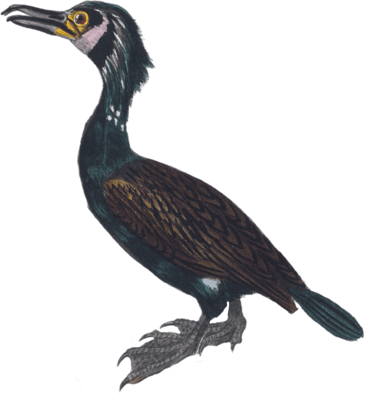 The Red-breasted Merganser