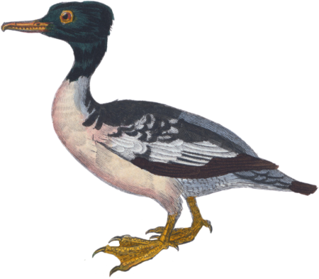 The Merganser