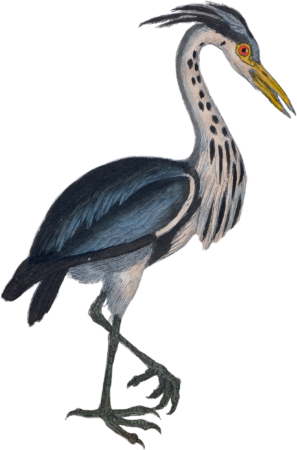 The Heron