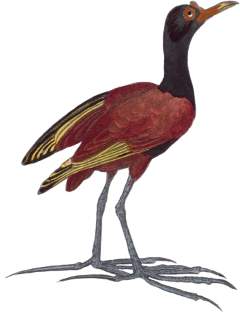 The Jacana