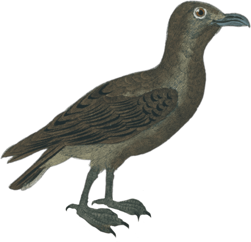Labbe or Stercoraise