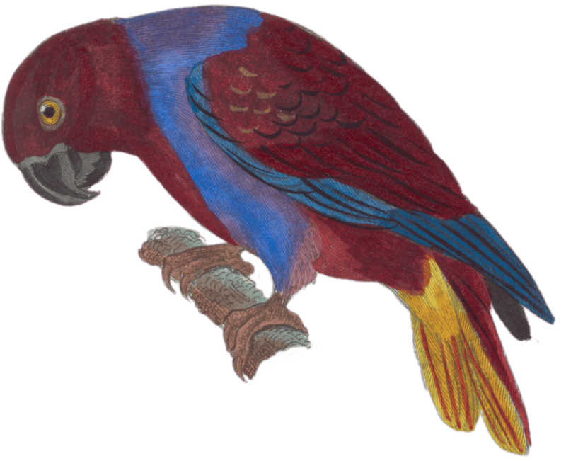 The crimson lory