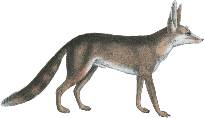 The Gluttonous Wolf