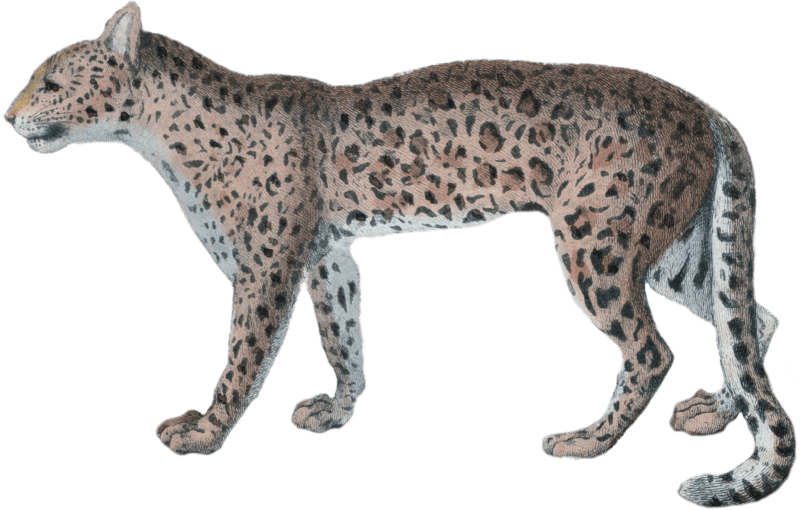 The leopard