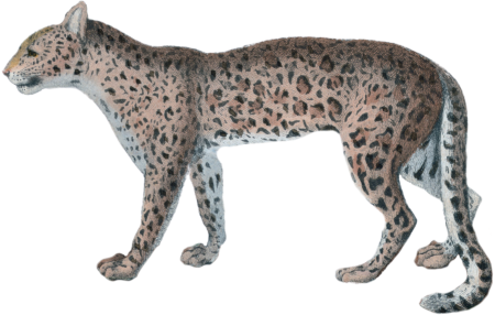 The leopard