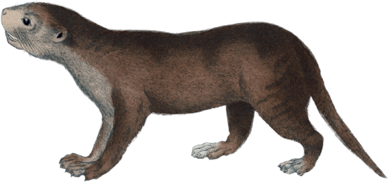 Leptonyx Otter