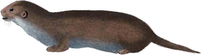 The Otter Nirnaier